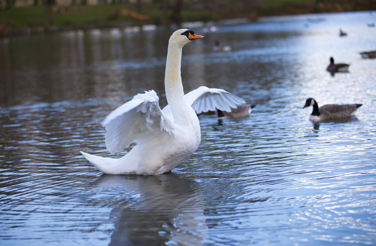 Swan - Vitaliy Turovskyy