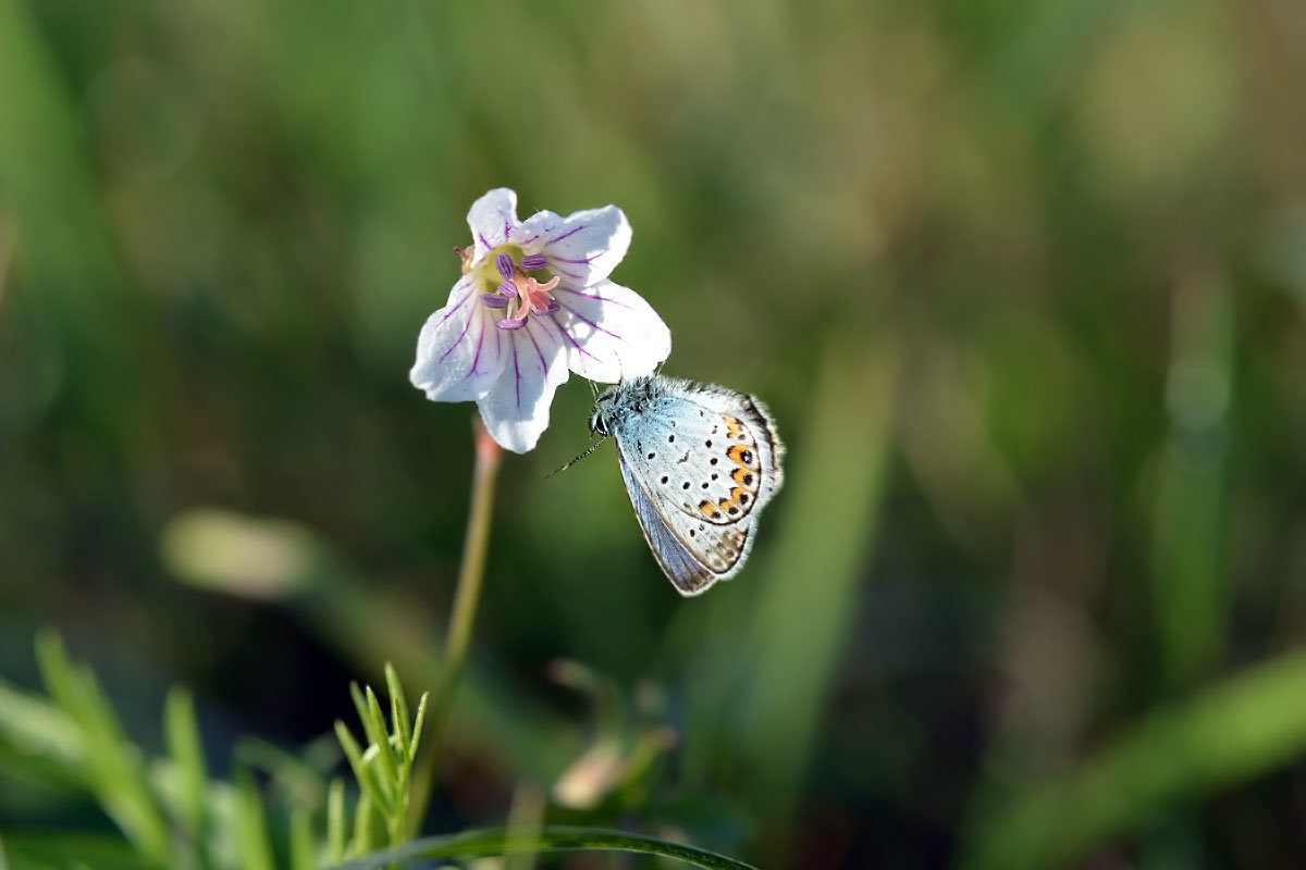 Цветок  и  бабочка - Геннадий Супрун