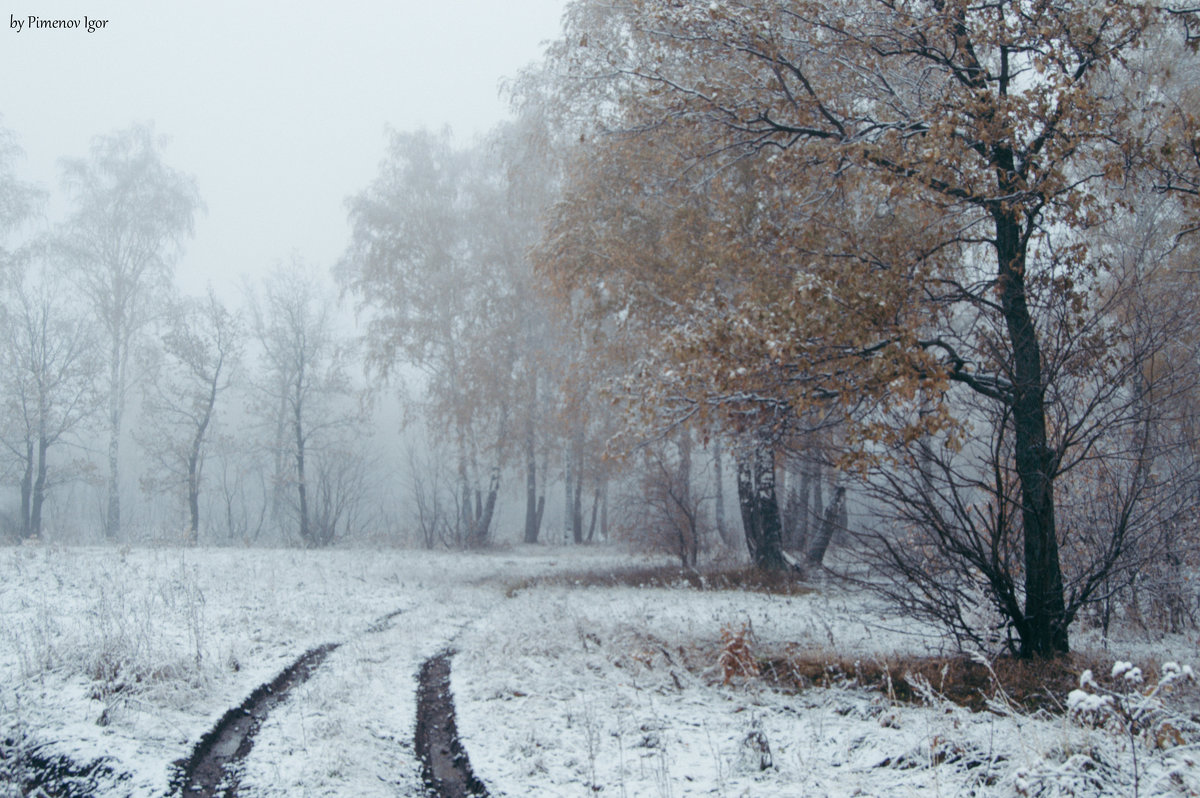 Туманное утро в зимнем лесу - Игорь Пименов