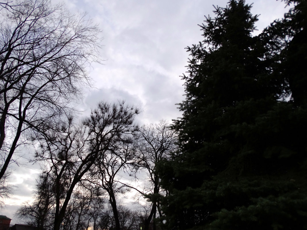 Вечернее небо в декабре... - Тамара (st.tamara)