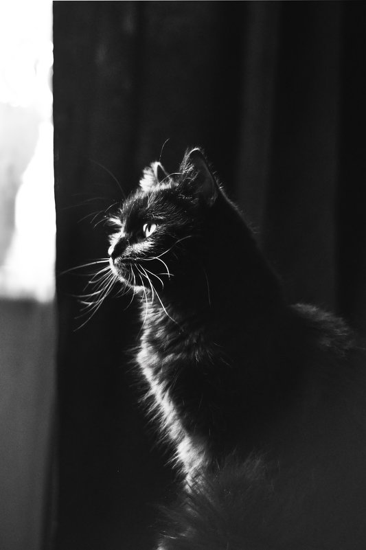 Медитация черного кота ... :-) - Ольга Винницкая (Olenka)