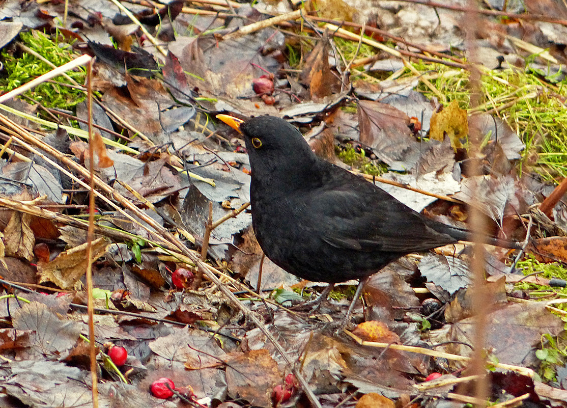 Среди листьев осенних ,птичка черная с желтым клювом -:)) - Александр Запылёнов