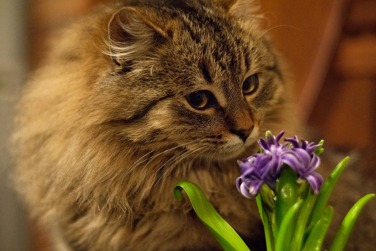 Кот Енот с цветком - Оксана Лада