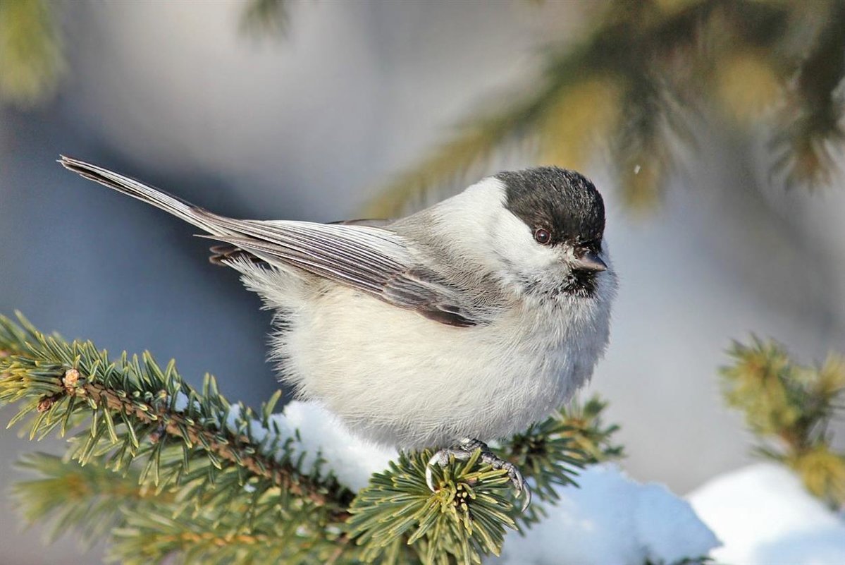 Зимующие птицы Сибири Алтая