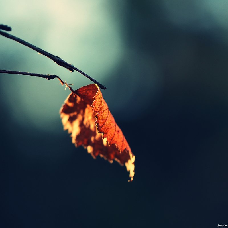 Зимний лист - wea *