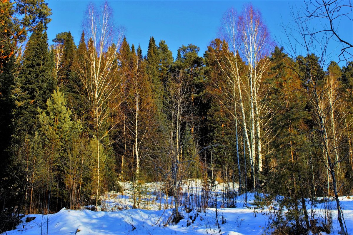 Лес в декабре - Сергей Чиняев 