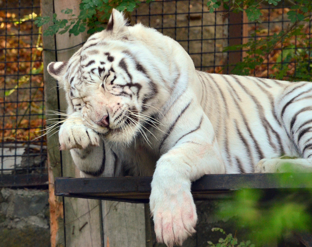 Белый тигр. - kashka37 