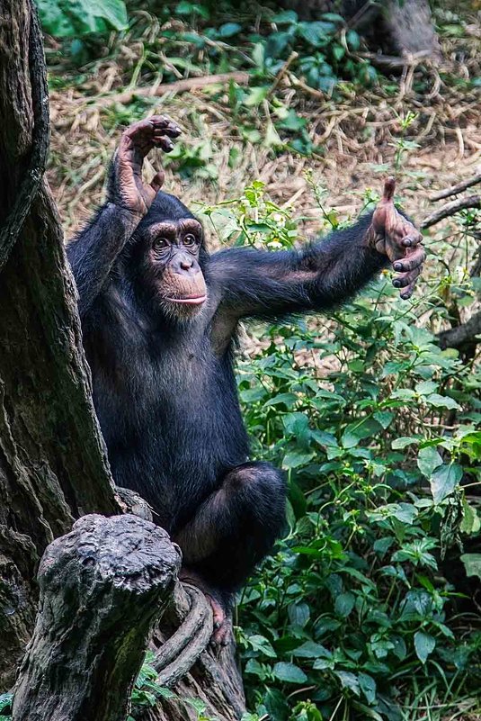 шимпанзе - Vitaliy Mytnik