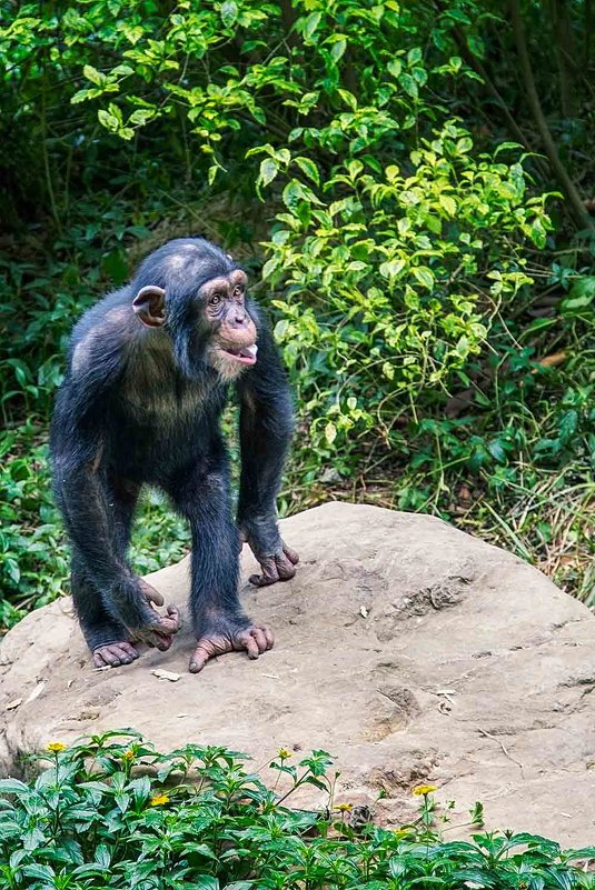 шимпанзе - Vitaliy Mytnik