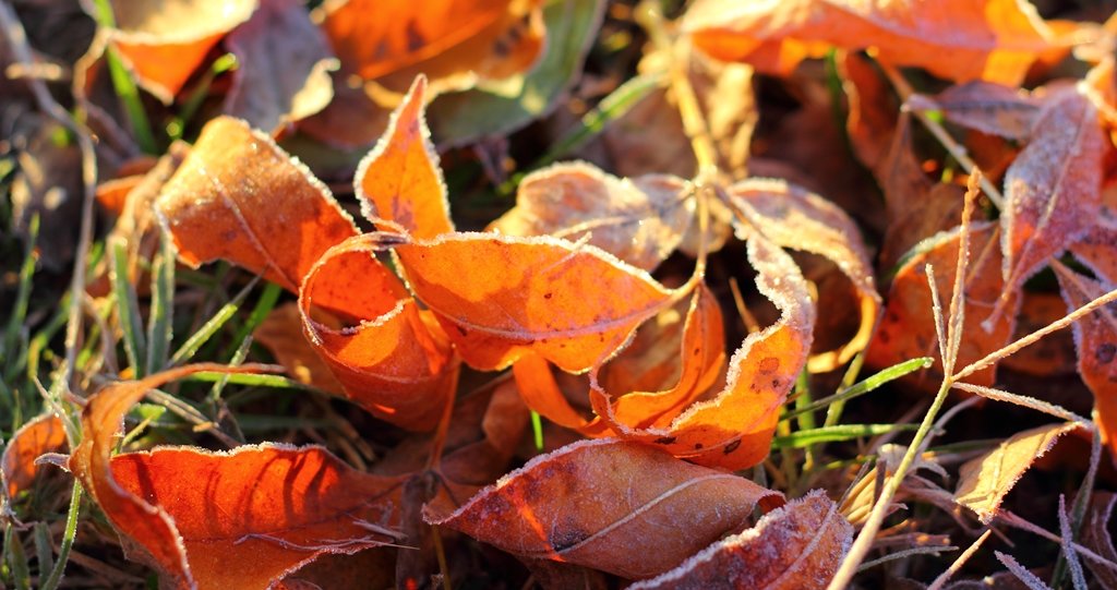 Осенние листья в легкой изморози - Marina K