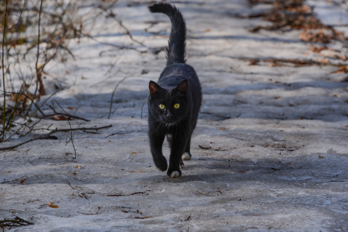 черный кот на дороге - Svetlana AS