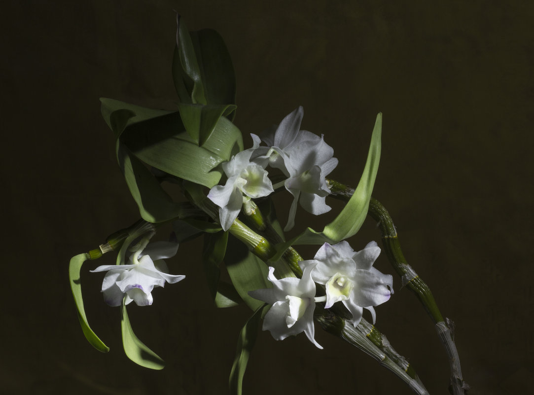 Зимний цветок - Aнна Зарубина