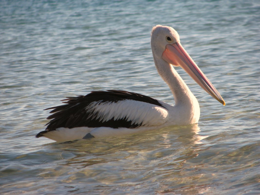 Пеликан с острова Моретон - Антонина 