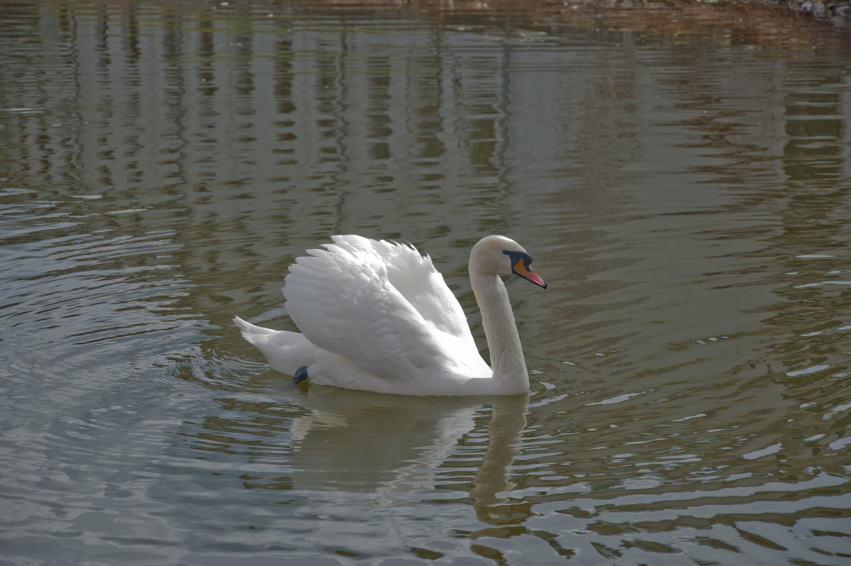 Белый лебедь на пруду - Сергей Дьяков