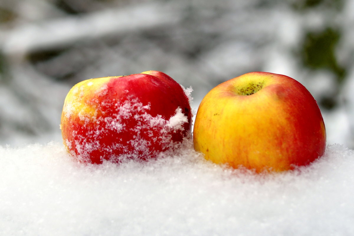Яблоки на снегу... - Алексей Ковынев