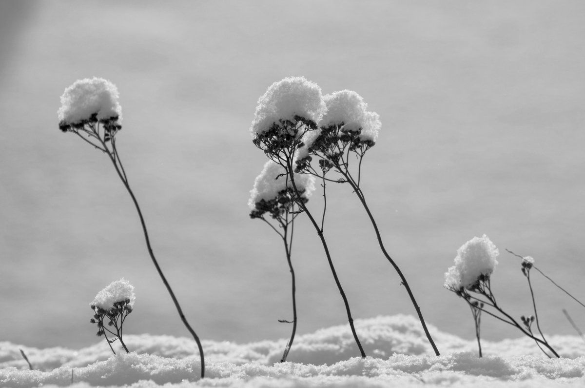 Зимние цветы - Владимир Зонов