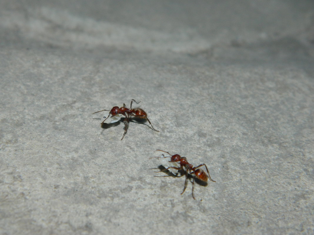 Будущие муравьи - Юлия Жогина