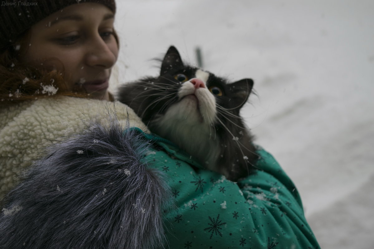Кот впервые видит снежинки - Денис Гладких