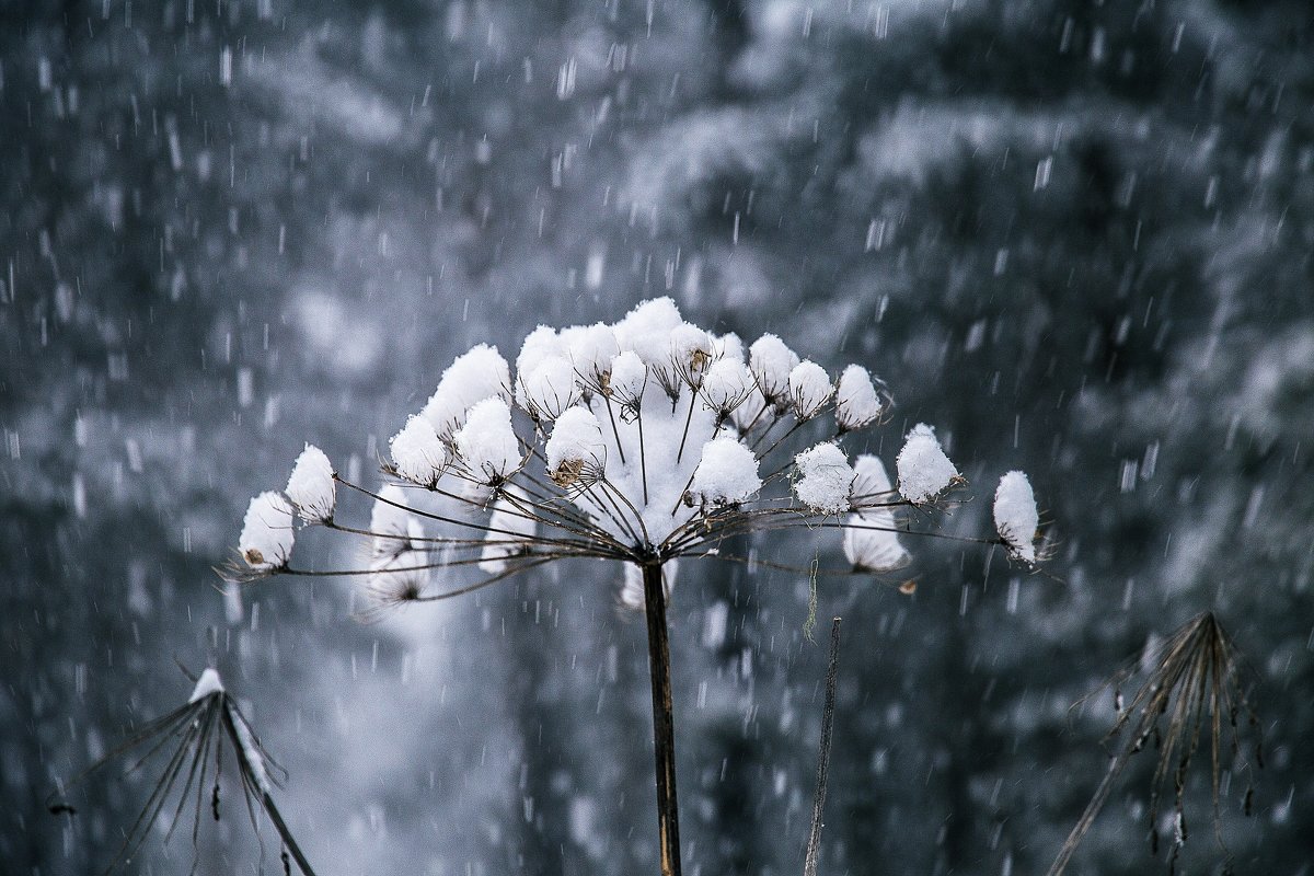 Во время снегопада - Zifa Dimitrieva
