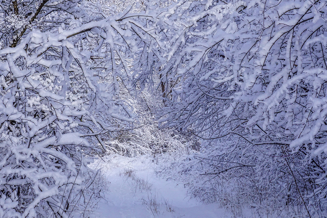Прогулка по зимнему лесу - Игорь Сикорский