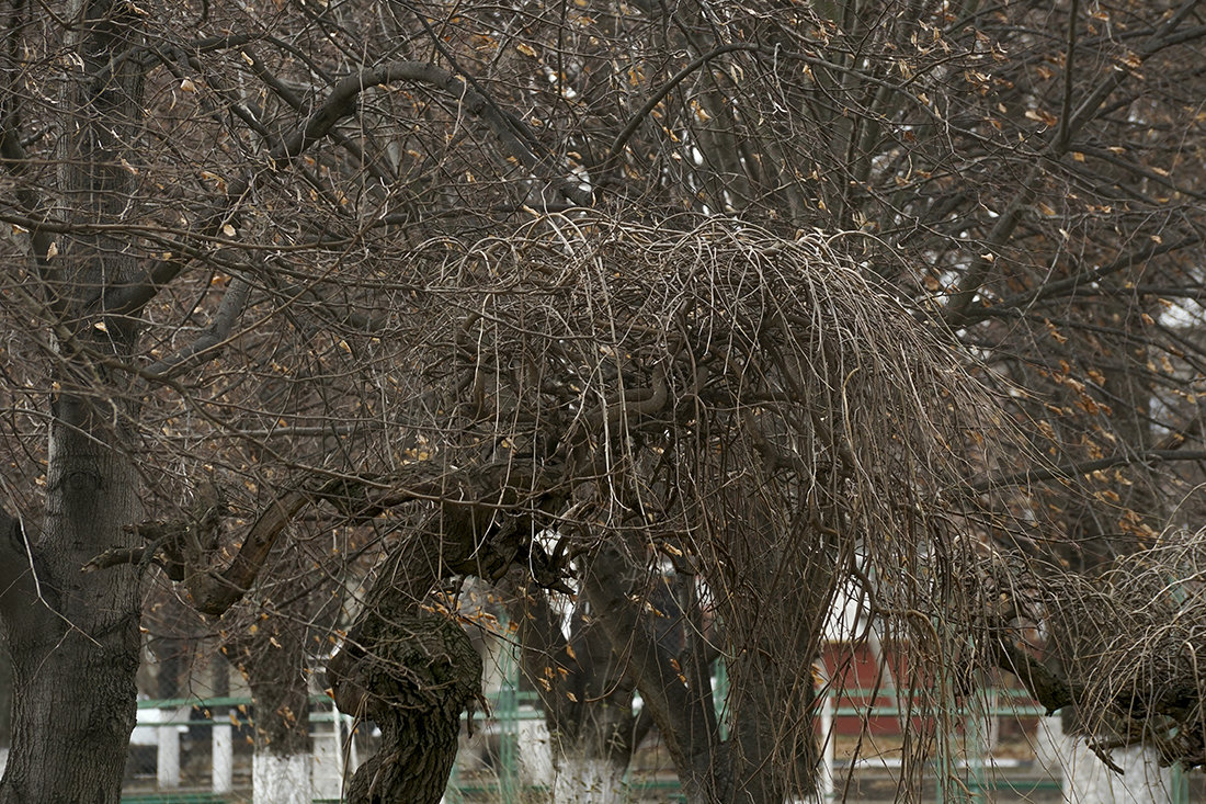 Вот такое дерево - Игорь Сикорский