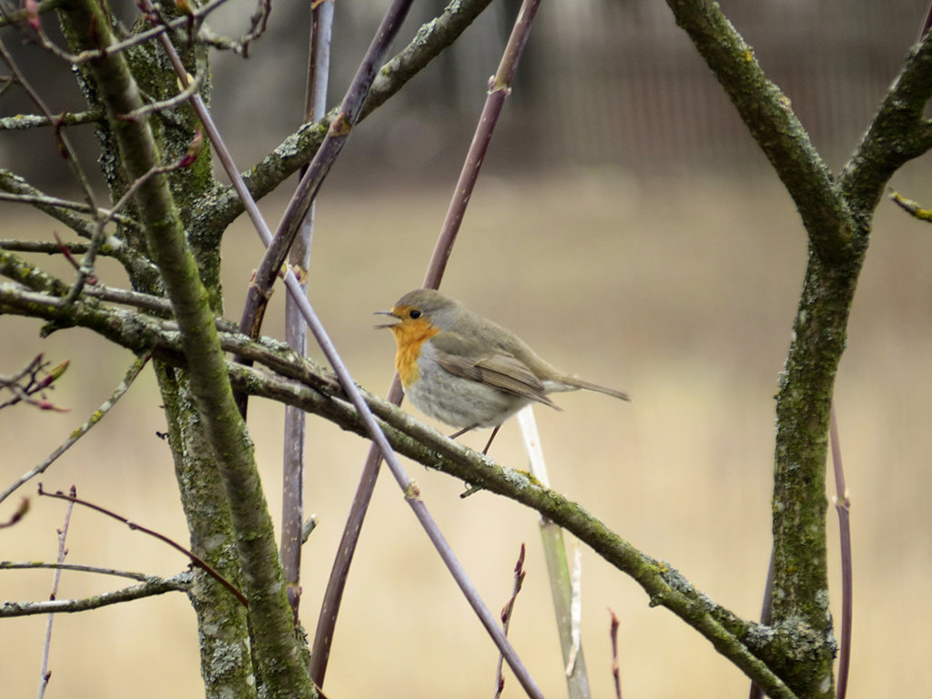 Зарянка, или малиновка (Erithacus rubecula) European robin - Людмила Василькова