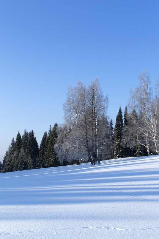 Зимний лес 2 - Иван .