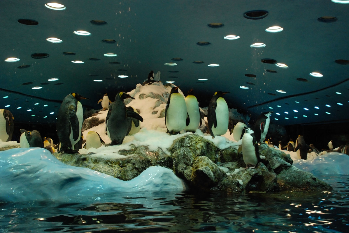 Пингвинарий в Лоро - парке. Канарские острова. - Lara 