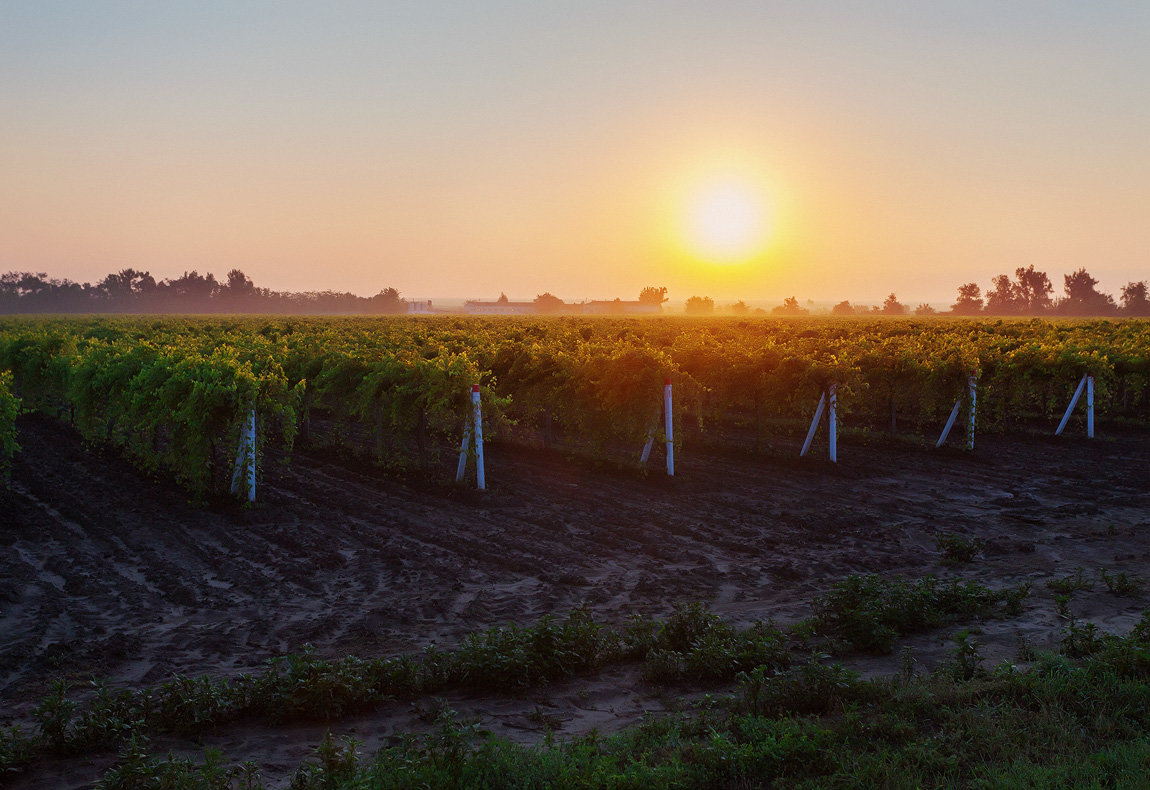 Утро на виноградных плантациях - Алена Бадамшина