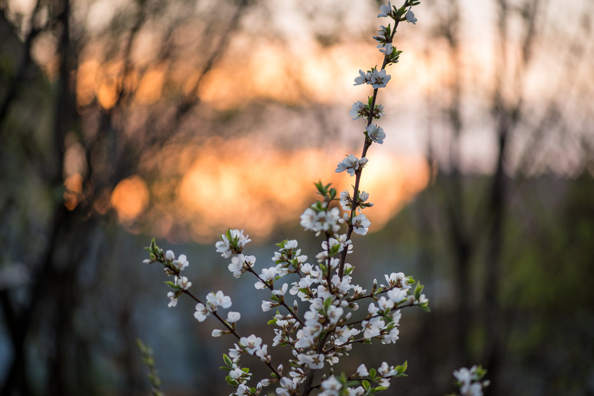 Закат, цветущая вишня - Анна Салтыкова
