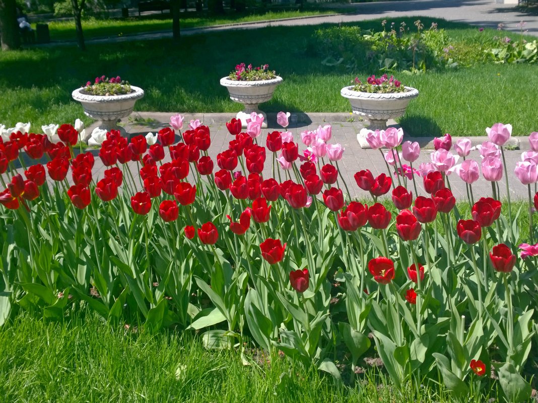 Тюльпаны в Екатерининском парке  #весна #Москва  #парк  #тюльпаны  #nata_cygan - Наталья (Nata-Cygan) Цыганова