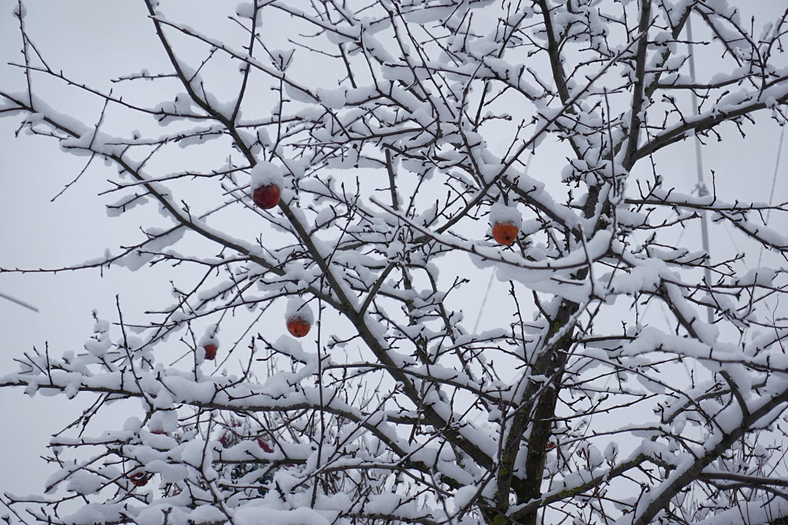 Яблоки под снегом - НикЛеод 