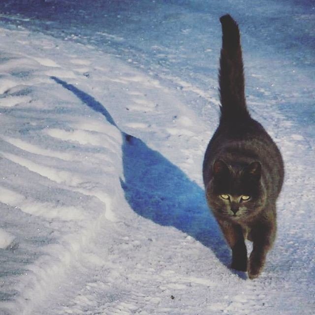 Кот,который гуляет сампо себе - Елена Фалилеева-Диомидова Кот,который гуляет сампо себе - Елена Фалилеева-Диомидова