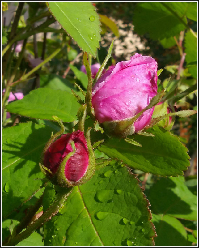 Розовые бутоны - lady v.ekaterina