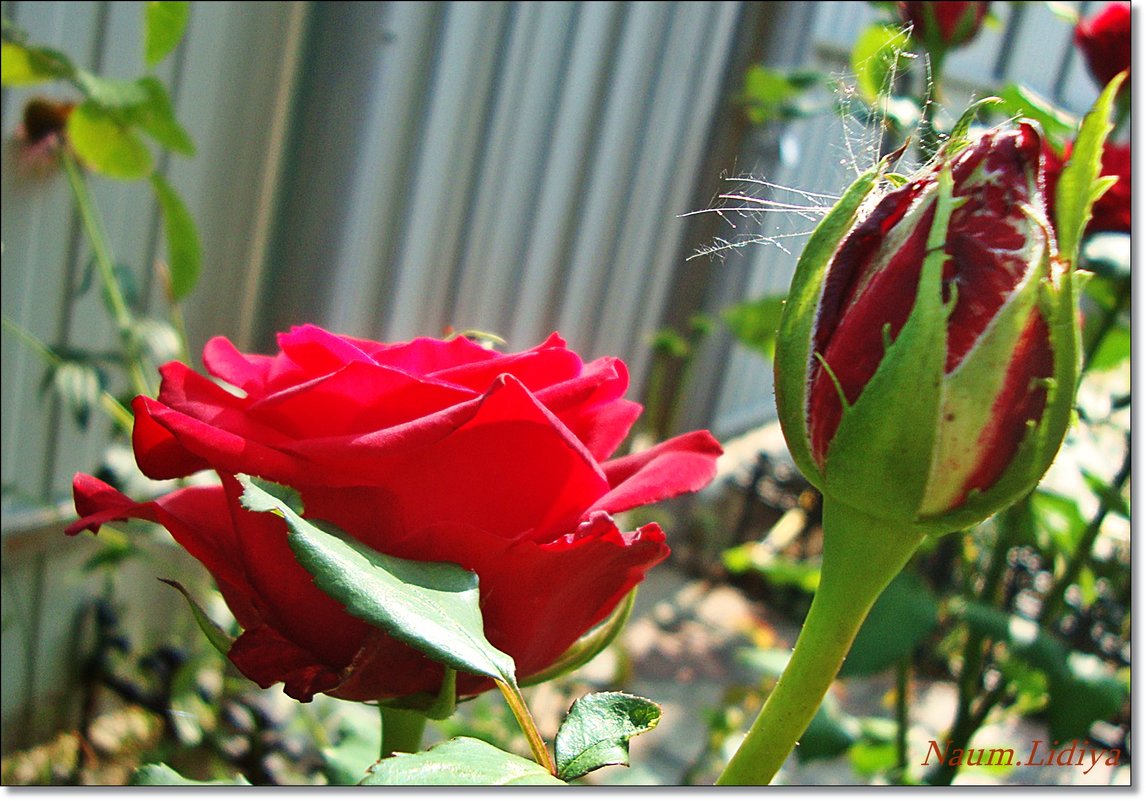 Розы на даче - Лидия (naum.lidiya)
