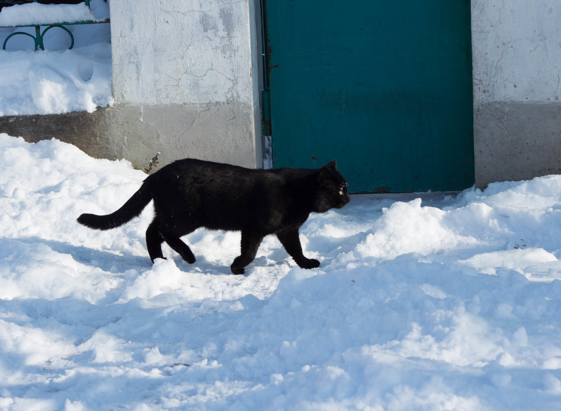 Чёрный кот на белом снегу. - Сергей Касимов