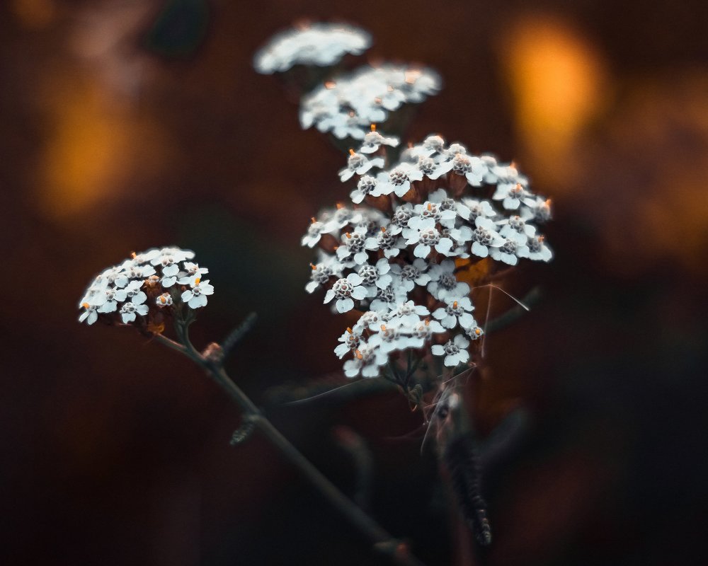Полевые цветы - Виктория Воробьёва