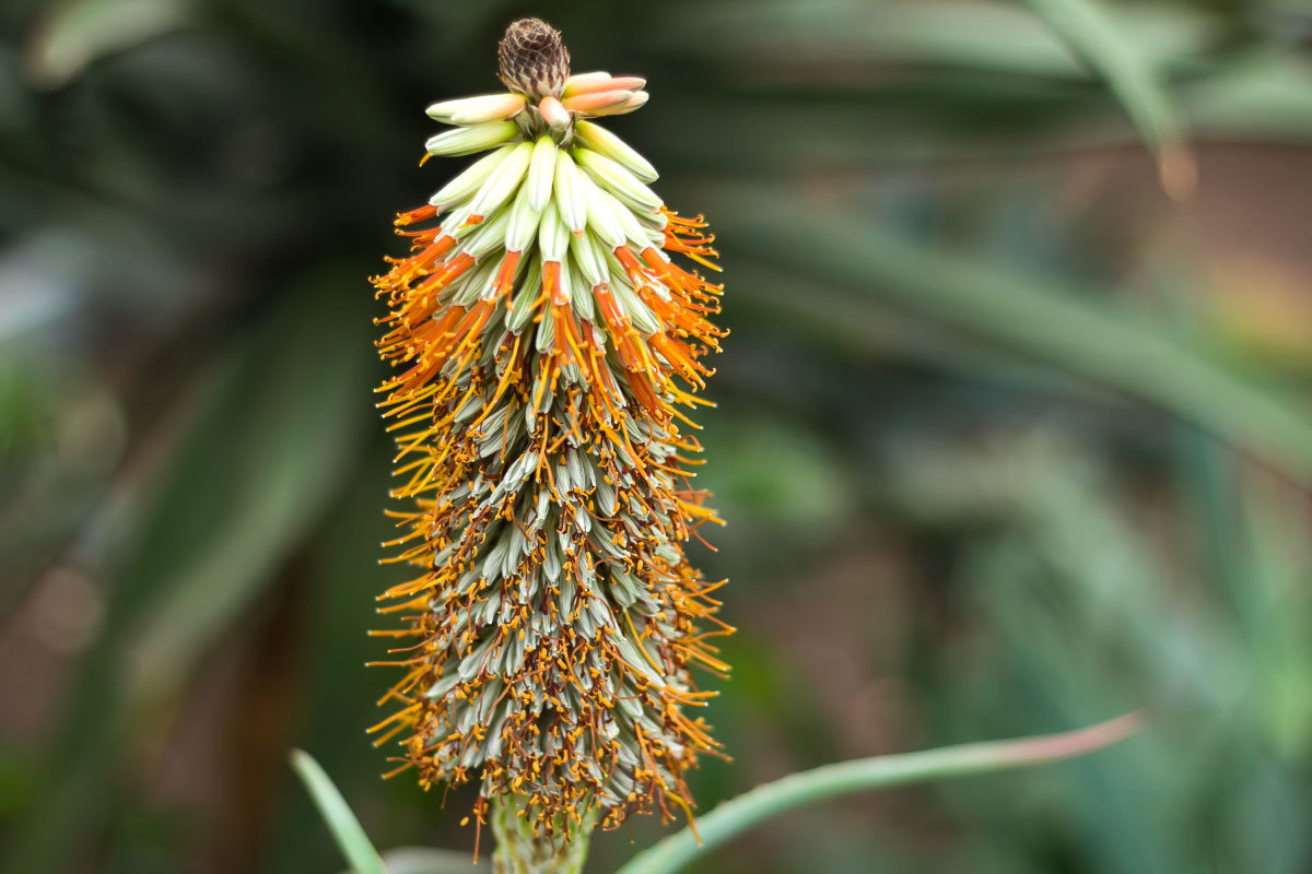 цветет Aloe - Peteris Kalmuks