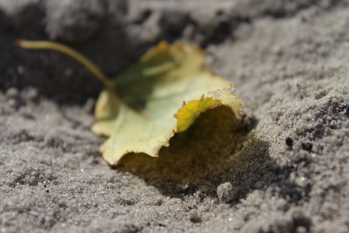 Лист на песке - Сергей 