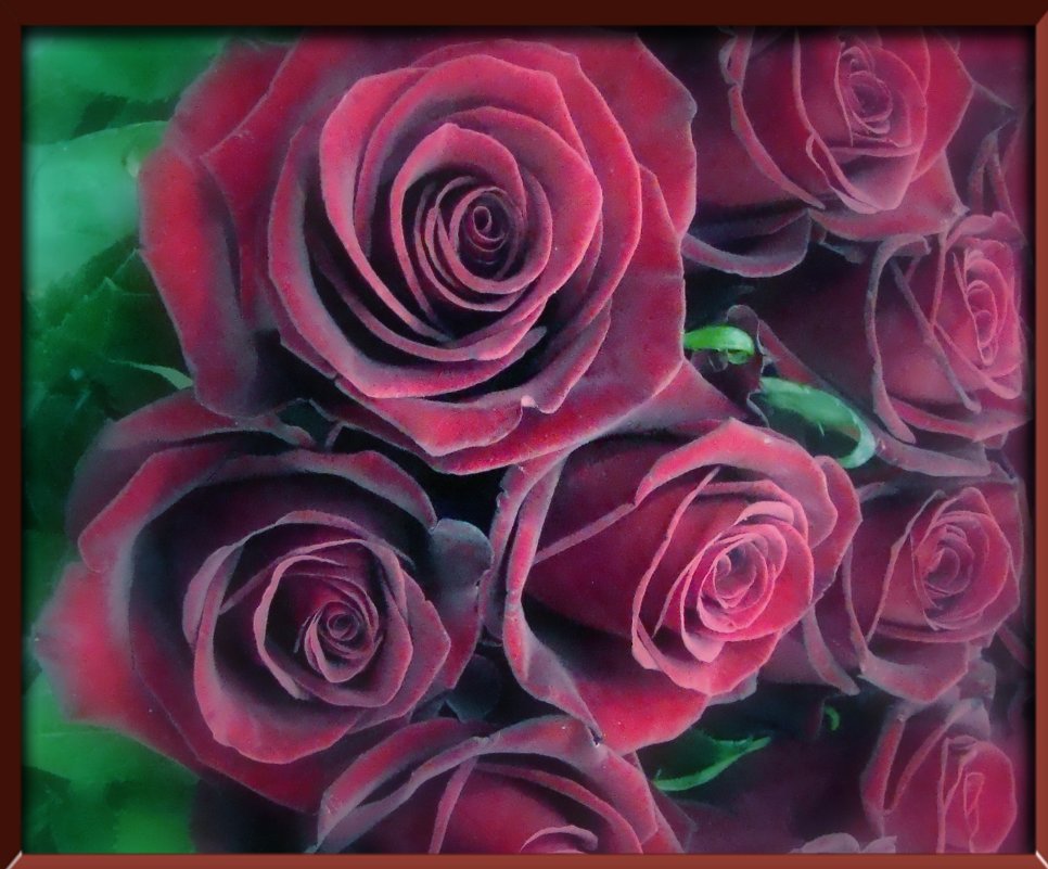Букет бардовых роз - Наталья Золотых-Сибирская