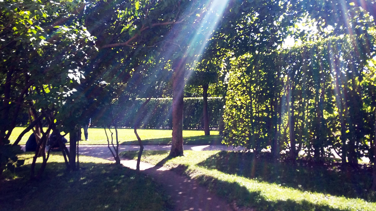 солнечные лучи пробиваются сквозь густую крону деревьев - Виктория 