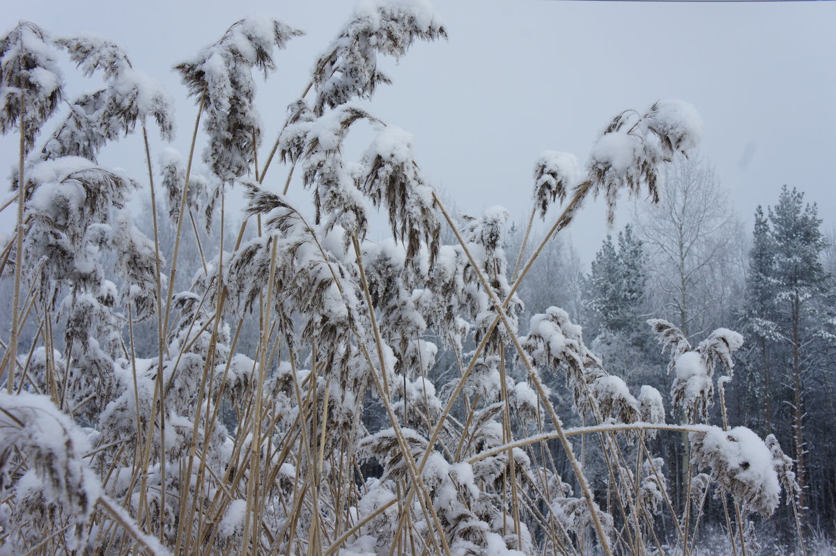 Трава зимой - Елена Павлова (Смолова)