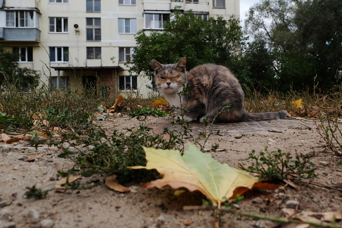 Кошка, злобная немножко - Андрей Михайлин