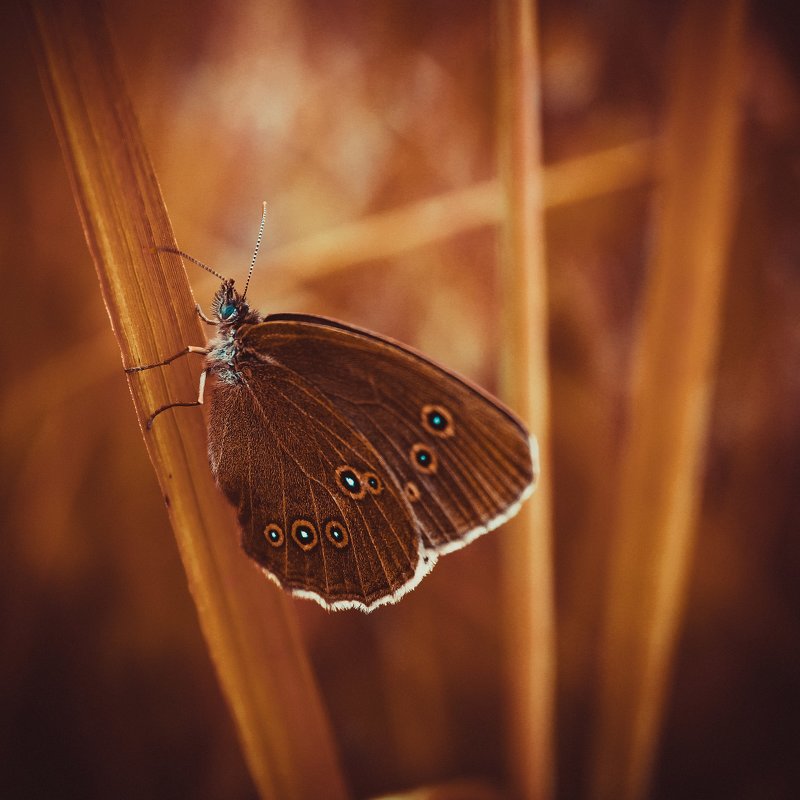 Бабочка - Виктория Воробьёва
