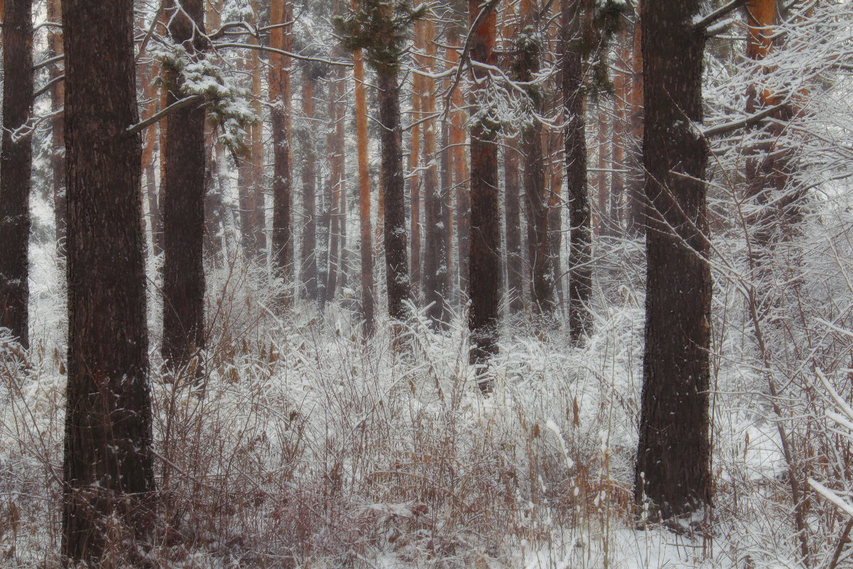 Зима в лесу - Natalya Danilova