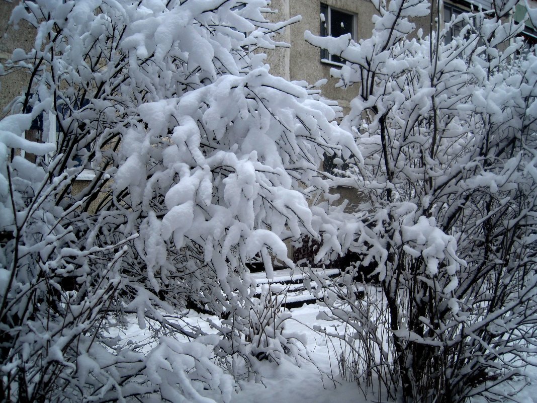 Деревья в снежном наряде - Елена Семигина