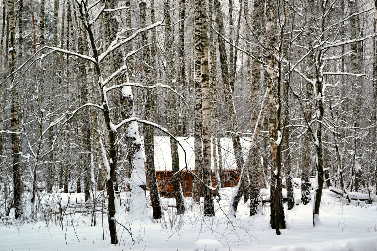 С камерой по зимнему лесу - Милешкин Владимир Алексеевич 