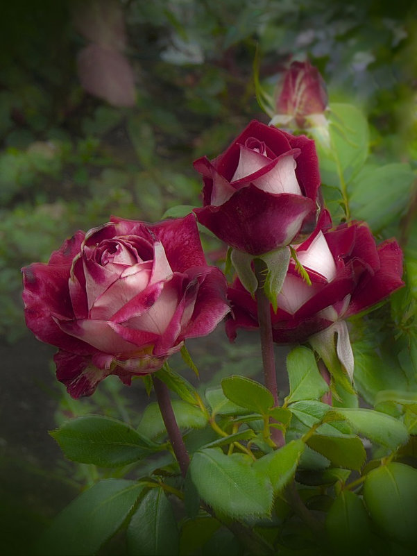 Люблю не срезанные розы - leoligra 