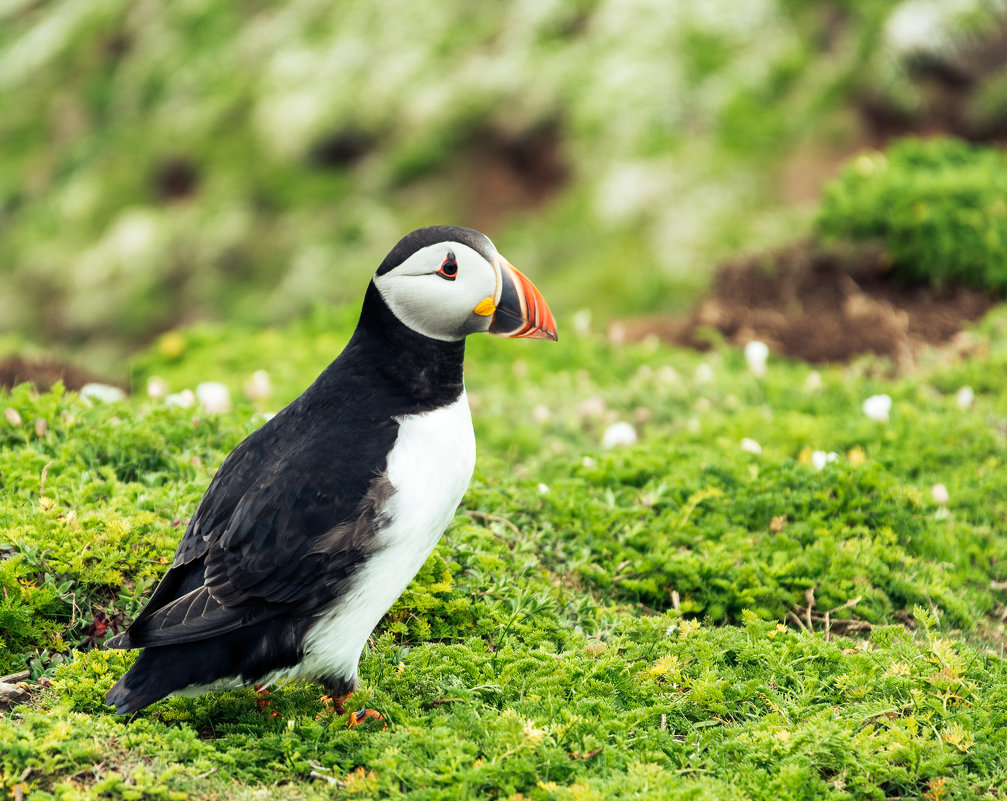 Atlantic puffin - Евгений Фомин