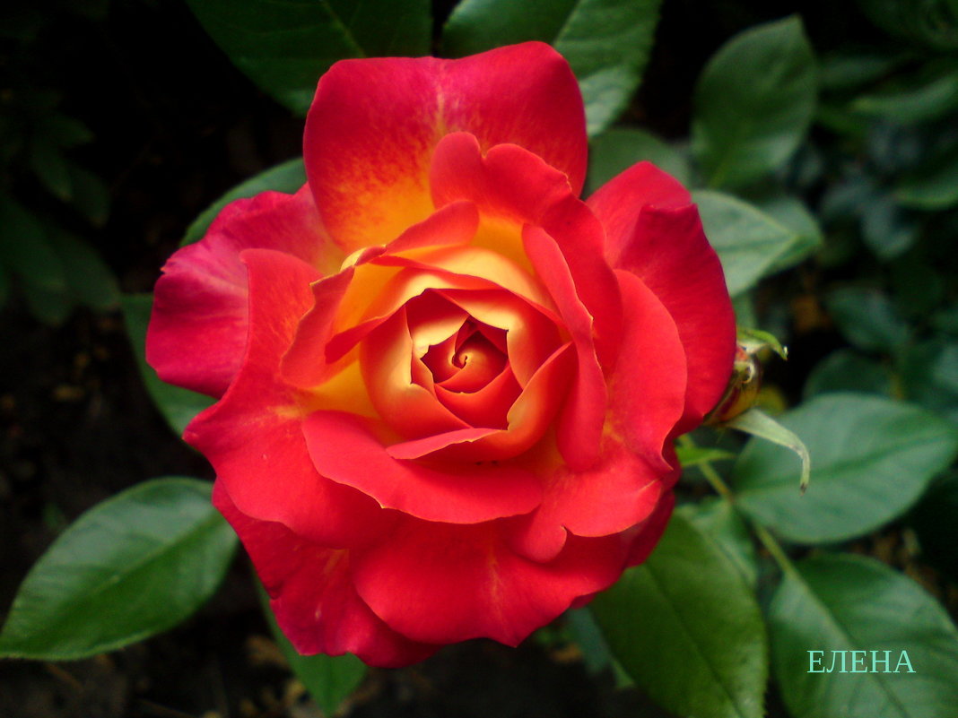 роза двухцветная - Елена Константиниди